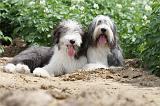 BEARDED COLLIE 020